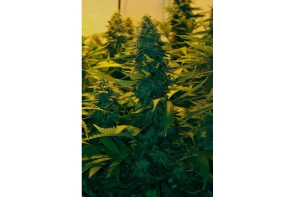 Amnesia Haze (Royal Queen Seeds) Feminiserade Amnesia Haze (Royal Queen Seeds) Feminiserade