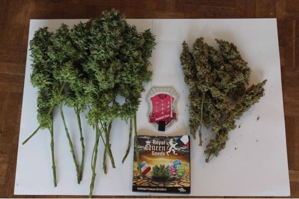 Amnesia Haze (Royal Queen Seeds) Feminiserade Amnesia Haze (Royal Queen Seeds) Feminiserade