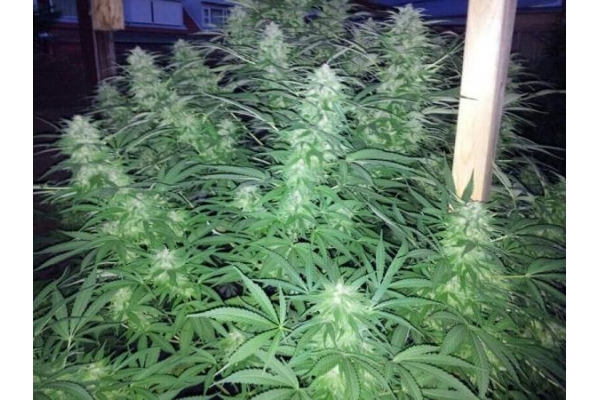 Amnesia Haze (Royal Queen Seeds) Feminiserade Amnesia Haze (Royal Queen Seeds) Feminiserade
