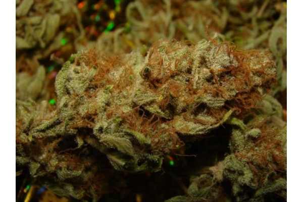 Amnesia Haze (Royal Queen Seeds) Feminiserade