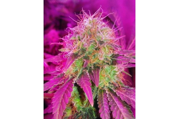 White Widow (Royal Queen Seeds) Feminiserade
