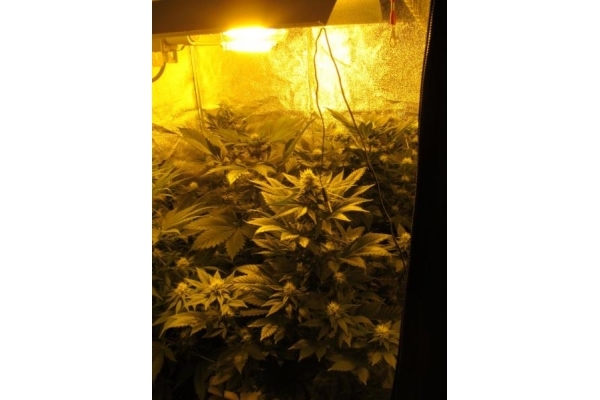 White Widow (Royal Queen Seeds) Feminiserade