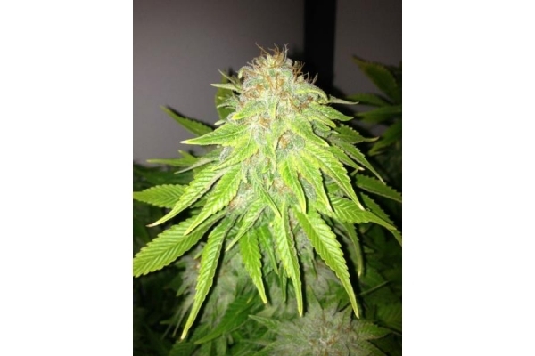 White Widow (Royal Queen Seeds) Feminiserade