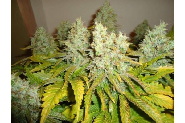 White Widow (Royal Queen Seeds) Feminiserade