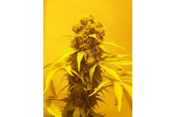 White Widow (Royal Queen Seeds) Feminiserade