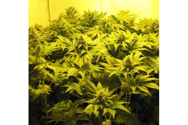 White Widow (Royal Queen Seeds) Feminiserade