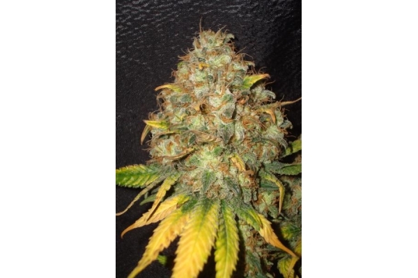 Ice (Royal Queen Seeds) Feminiserade