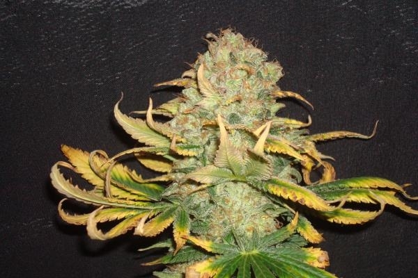 Ice (Royal Queen Seeds) Feminiserade