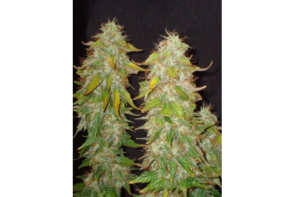 Ice (Royal Queen Seeds) Feminiserade