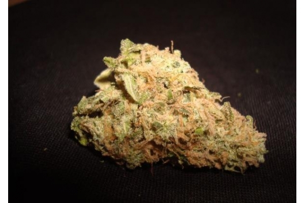 Ice (Royal Queen Seeds) Feminiserade