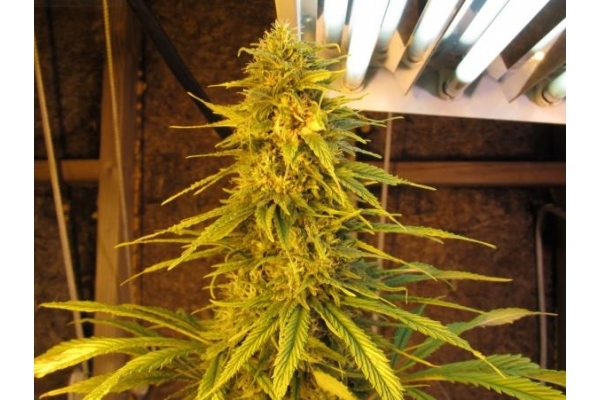 Ice (Royal Queen Seeds) Feminiserade