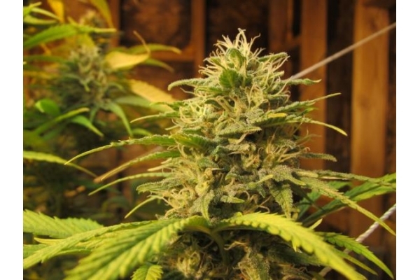 Ice (Royal Queen Seeds) Feminiserade