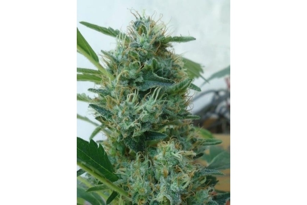 Fruit Spirit (Royal Queen Seeds) Feminiserade Fruit Spirit (Royal Queen Seeds) Feminiserade