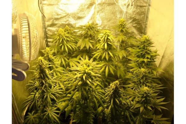 Fruit Spirit (Royal Queen Seeds) Feminiserade