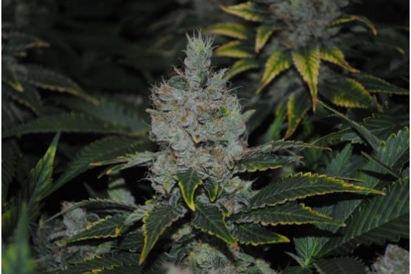 Fruit Spirit (Royal Queen Seeds) Feminiserade