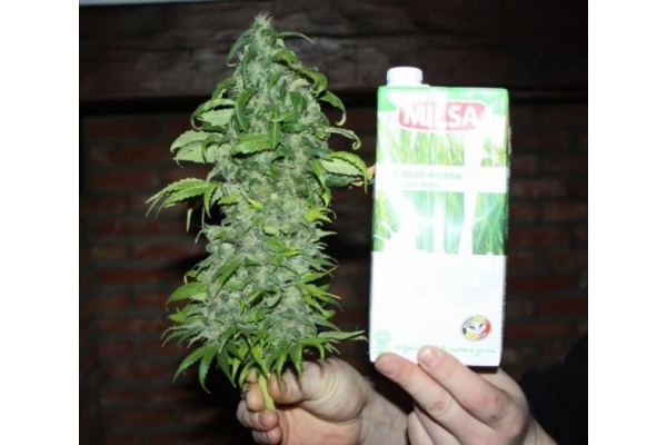 Fruit Spirit (Royal Queen Seeds) Feminiserade