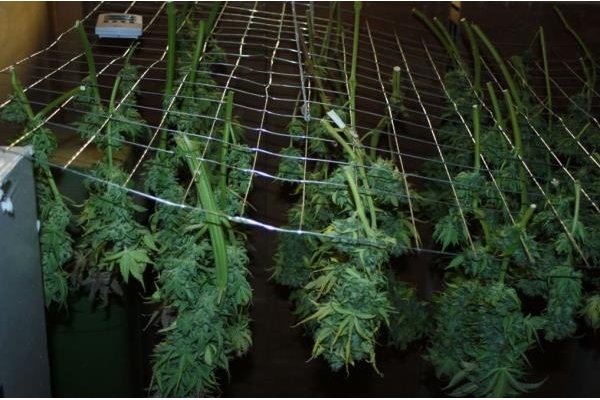 Fruit Spirit (Royal Queen Seeds) Feminiserade
