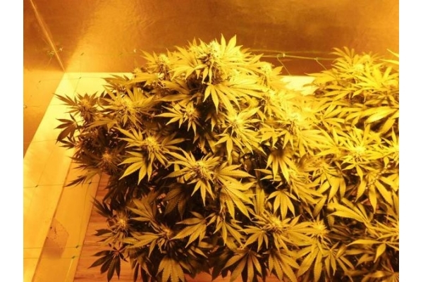 Fruit Spirit (Royal Queen Seeds) Feminiserade Fruit Spirit (Royal Queen Seeds) Feminiserade