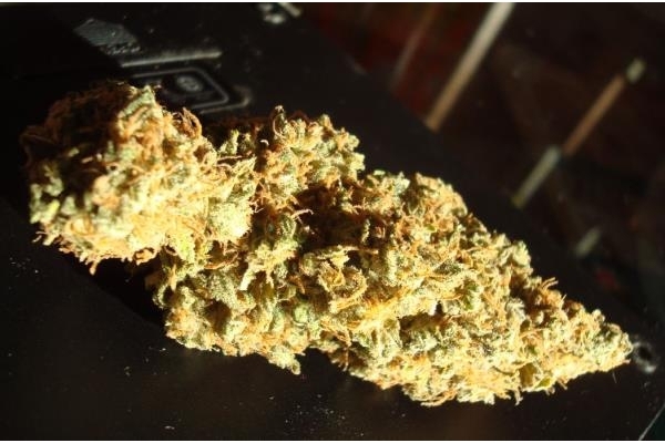 Power Flower (Royal Queen Seeds) Feminiserade