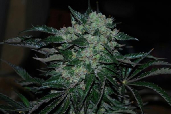 Power Flower (Royal Queen Seeds) Feminiserade Power Flower (Royal Queen Seeds) Feminiserade