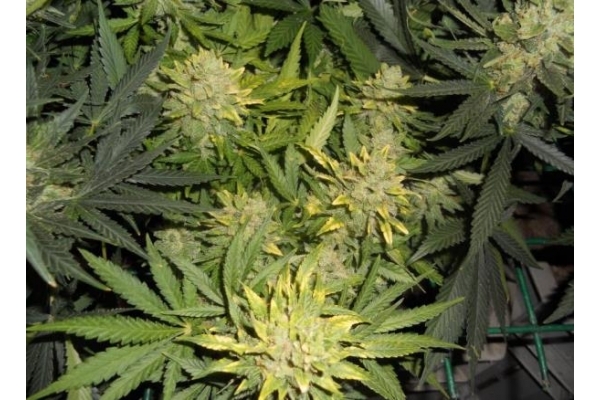 Power Flower (Royal Queen Seeds) Feminiserade