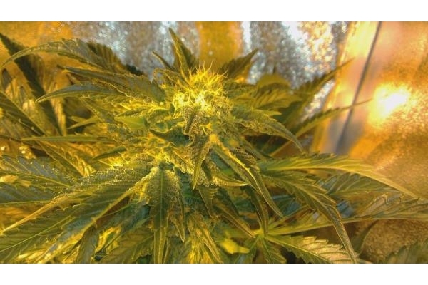 Power Flower (Royal Queen Seeds) Feminiserade