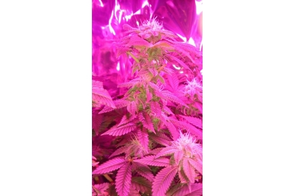 Power Flower (Royal Queen Seeds) Feminiserade Power Flower (Royal Queen Seeds) Feminiserade