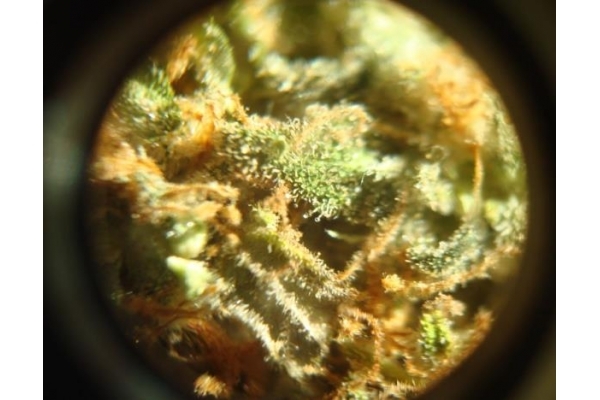 Power Flower (Royal Queen Seeds) Feminiserade