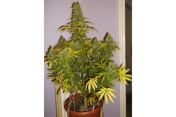 Shining Silver Haze (Royal Queen Seeds) Feminiserade Shining Silver Haze (Royal Queen Seeds) Feminiserade