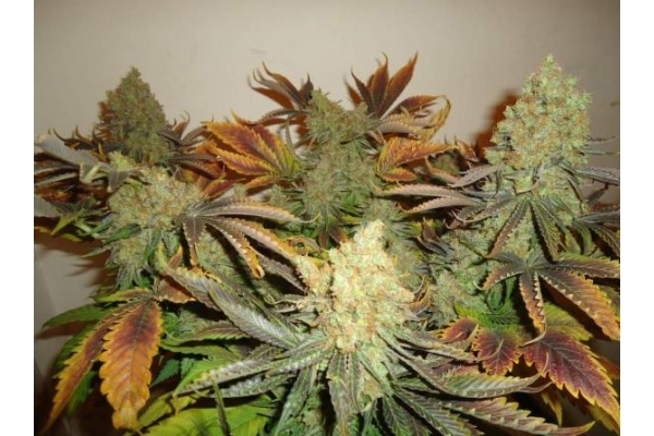 Shining Silver Haze (Royal Queen Seeds) Feminiserade