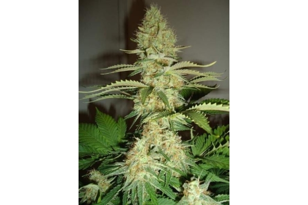 Shining Silver Haze (Royal Queen Seeds) Feminiserade