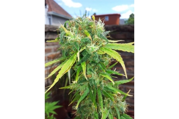 Shining Silver Haze (Royal Queen Seeds) Feminiserade Shining Silver Haze (Royal Queen Seeds) Feminiserade