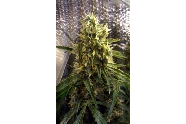 Shining Silver Haze (Royal Queen Seeds) Feminiserade Shining Silver Haze (Royal Queen Seeds) Feminiserade