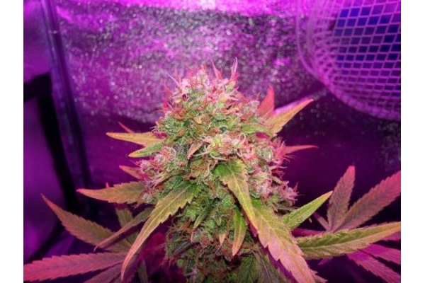 Shining Silver Haze (Royal Queen Seeds) Feminiserade Shining Silver Haze (Royal Queen Seeds) Feminiserade