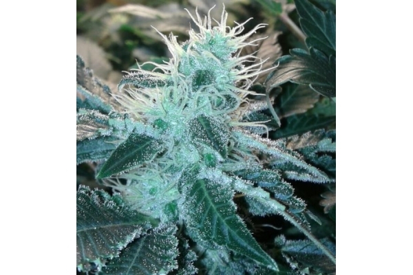 Blue Mystic (Royal Queen Seeds) Feminiserade Blue Mystic (Royal Queen Seeds) Feminiserade