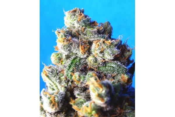 Blue Mystic (Royal Queen Seeds) Feminiserade Blue Mystic (Royal Queen Seeds) Feminiserade