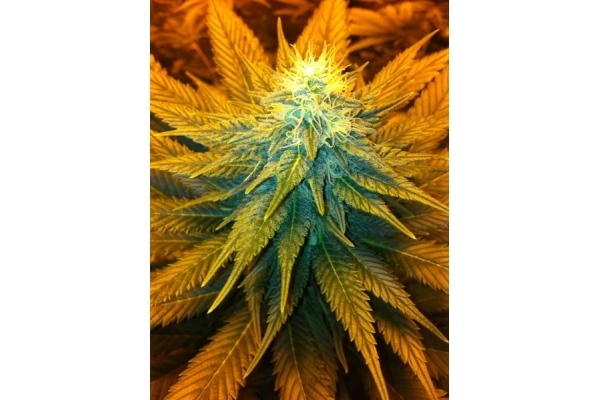 Blue Mystic (Royal Queen Seeds) Feminiserade