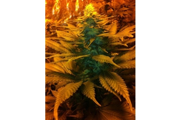 Blue Mystic (Royal Queen Seeds) Feminiserade Blue Mystic (Royal Queen Seeds) Feminiserade