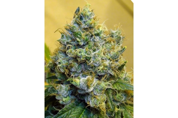 Blue Mystic (Royal Queen Seeds) Feminiserade Blue Mystic (Royal Queen Seeds) Feminiserade