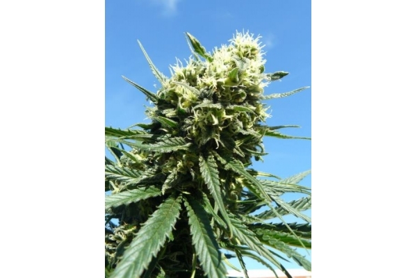 Northern Light (Royal Queen Seeds) Feminiserade