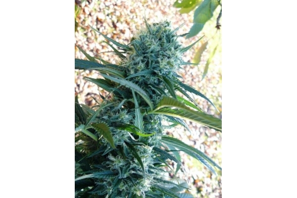 Northern Light (Royal Queen Seeds) Feminiserade