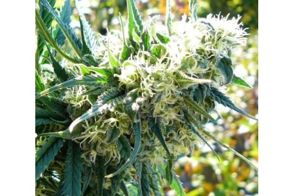 Northern Light (Royal Queen Seeds) Feminiserade