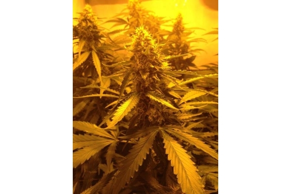 Northern Light (Royal Queen Seeds) Feminiserade Northern Light (Royal Queen Seeds) Feminiserade