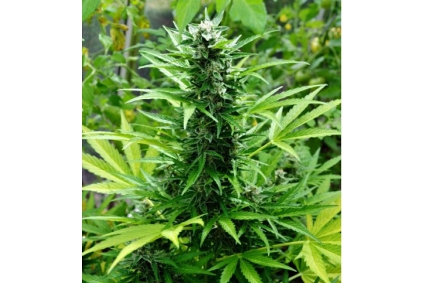 Northern Light (Royal Queen Seeds) Feminiserade Northern Light (Royal Queen Seeds) Feminiserade