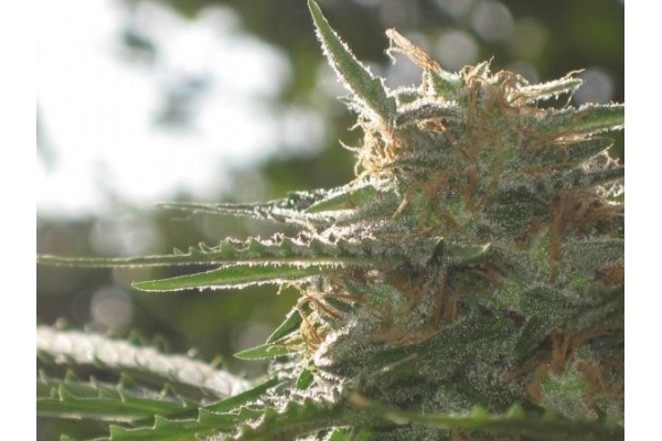 Northern Light (Royal Queen Seeds) Feminiserade Northern Light (Royal Queen Seeds) Feminiserade