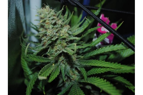 Critical (Royal Queen Seeds) Feminiserade