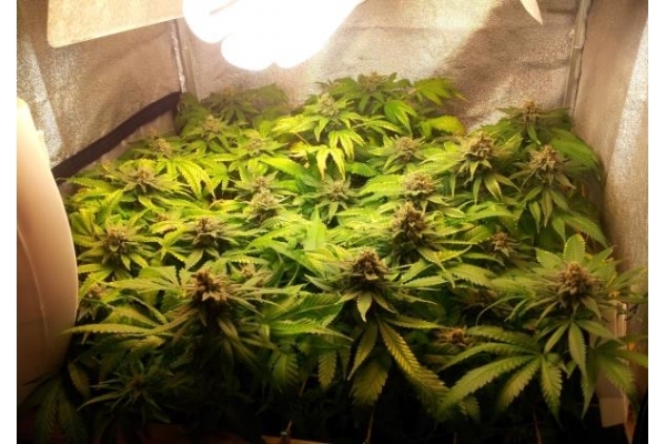 Critical (Royal Queen Seeds) Feminiserade