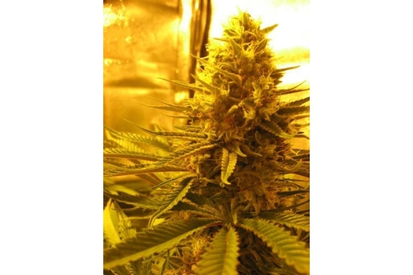 Critical (Royal Queen Seeds) Feminiserade