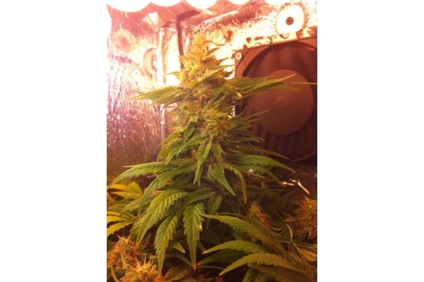 Critical (Royal Queen Seeds) Feminiserade Critical (Royal Queen Seeds) Feminiserade