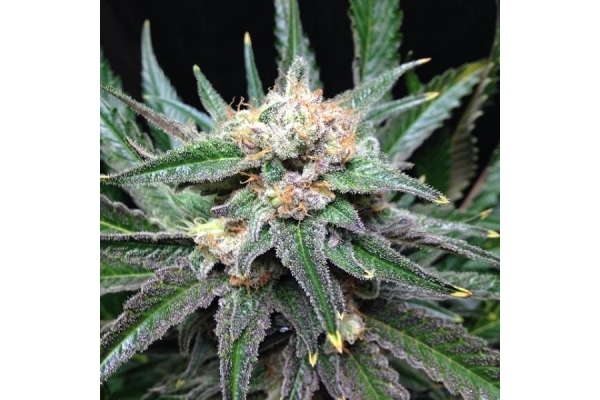 Critical (Royal Queen Seeds) Feminiserade Critical (Royal Queen Seeds) Feminiserade